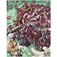 Bloody Knight Card - ROMC Card