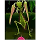 Mantis Card - ROMC Card